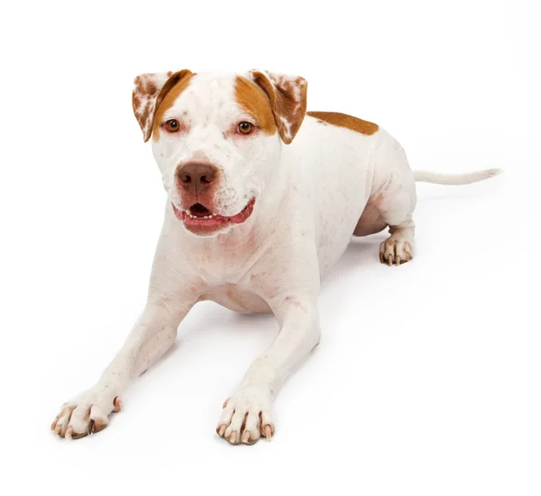 American Staffordshire Terrier Deitado — Fotografia de Stock