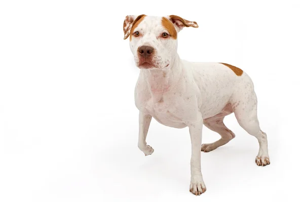 American Staffordshire Terrier cão — Fotografia de Stock