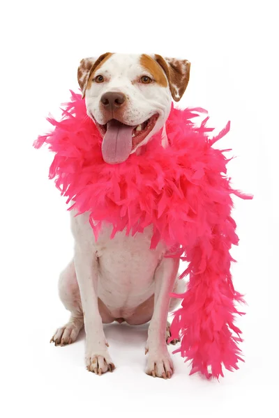 Un Terrier américain du Staffordshire portant un boa rose — Photo