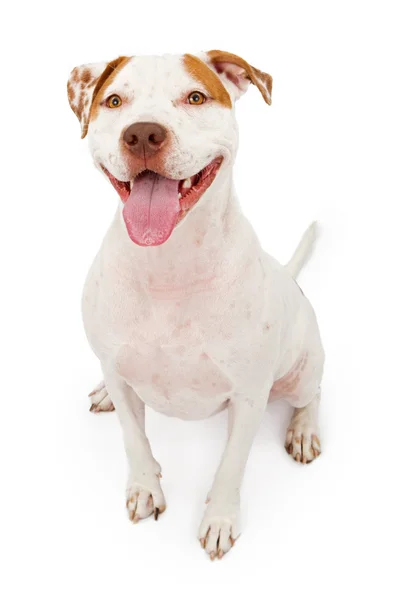 Amerikai staffordshire terrier kutya — Stock Fotó