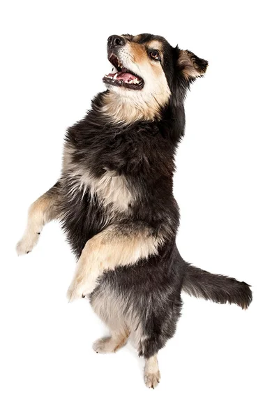 Auustralian Shephard собака, стоячи на задніх лапах — стокове фото