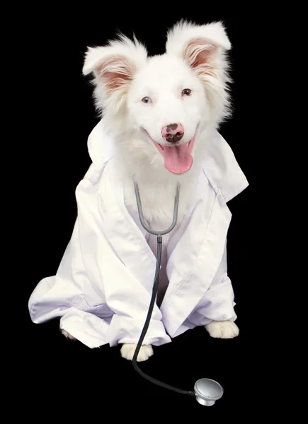 White Australian Shepherd Dog Veterinarian — Stock Photo, Image