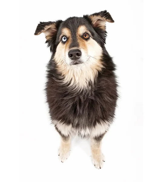 Australischer Schäferhund Mischlingshund — Stockfoto