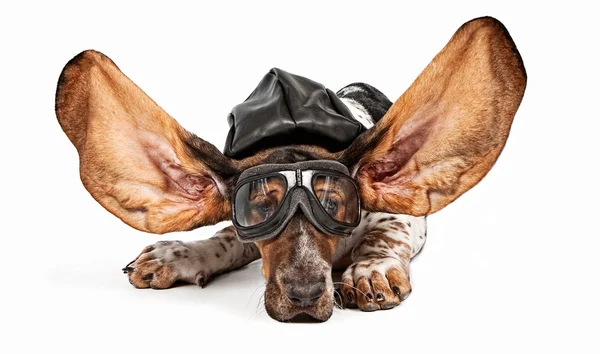 バセットハウンド犬アビエイター — ストック写真
