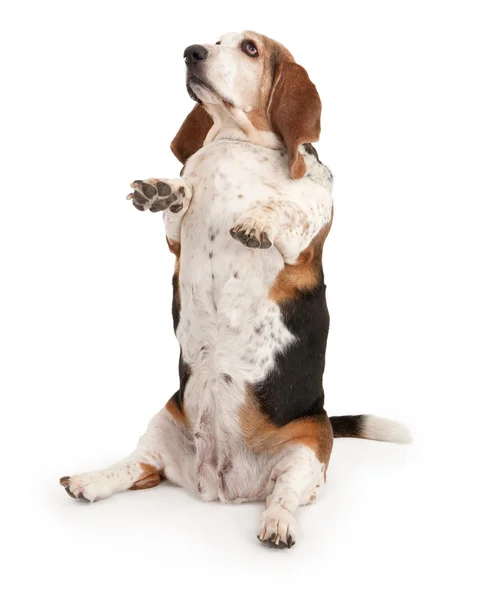 Basset cane mastino seduto su — Foto Stock