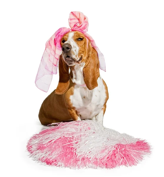 Basset hound cheerleaderka pies czas — Zdjęcie stockowe