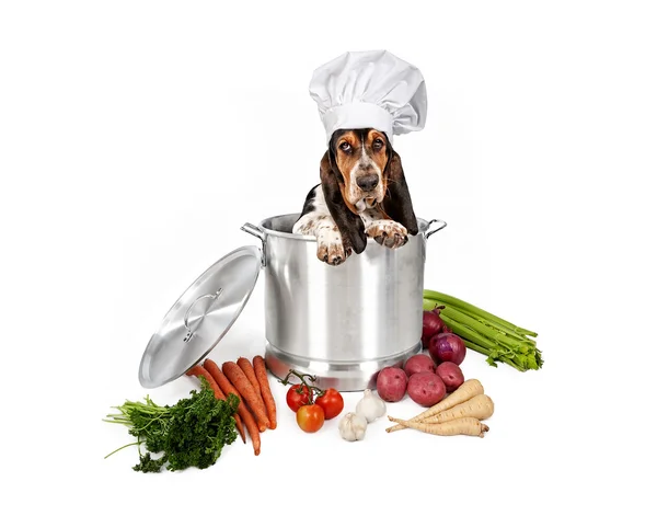 Basset Hound Dog em grande panela de cozinha — Fotografia de Stock