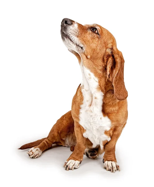 Basset hound dog komutlarını yoksayarak — Stok fotoğraf