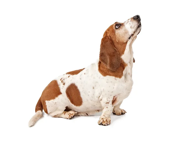 Бассет Hound Dog шукає лікувати — стокове фото