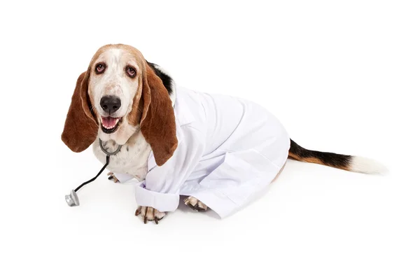 Basset Λαγωνικός ντυμένος ως κτηνίατρος — Φωτογραφία Αρχείου