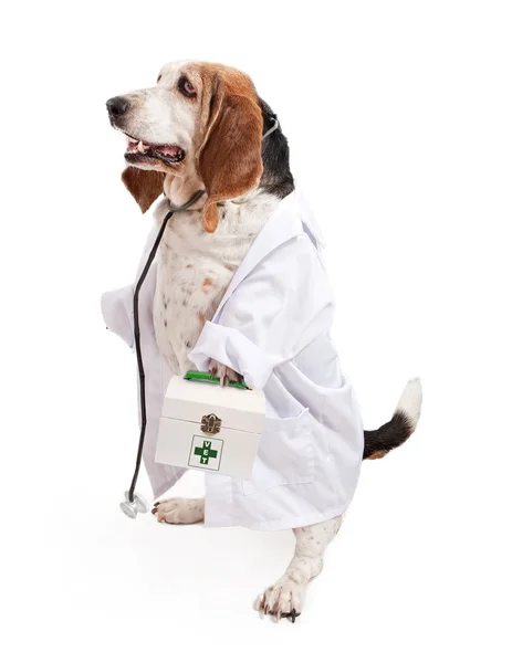 Basset Λαγωνικός σκύλος ντυμένος ως κτηνίατρος — Φωτογραφία Αρχείου