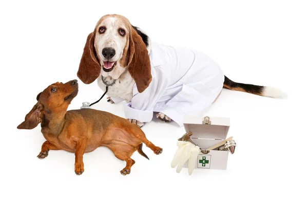 Basset Λαγωνικός ντυμένος ως κτηνίατρος με έναν ασθενή — Φωτογραφία Αρχείου