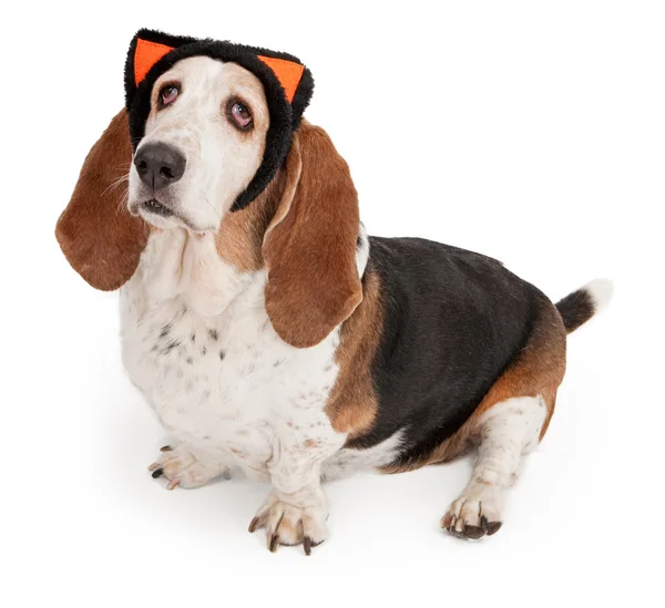 猫耳を着てバセットハウンド犬 — ストック写真