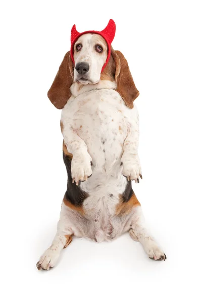Basset hound hund bär djävulen horn — Stockfoto