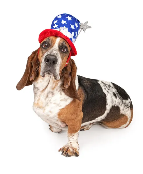 独立記念日の帽子をかぶってバセットハウンド犬 — ストック写真