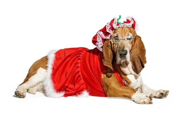 Basset hound pes nosí paní santa claus oblečení — Stock fotografie