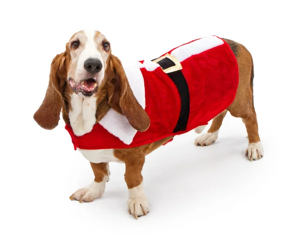 Basser 猎犬身穿圣诞老人的衣服 — 图库照片