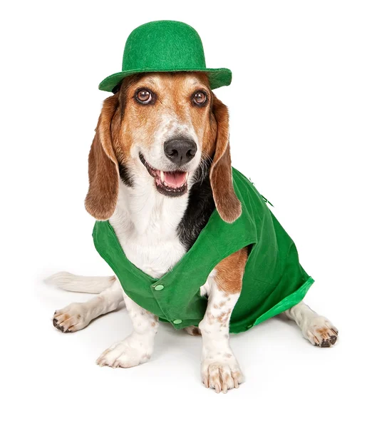 St giymiş basset hound dog patricks günü kıyafeti — Stok fotoğraf