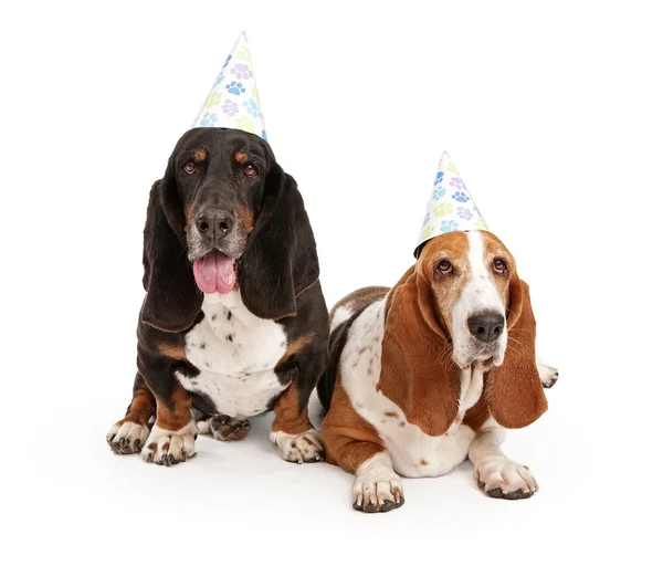 Basset-Hunde mit Geburtstagsmützen — Stockfoto
