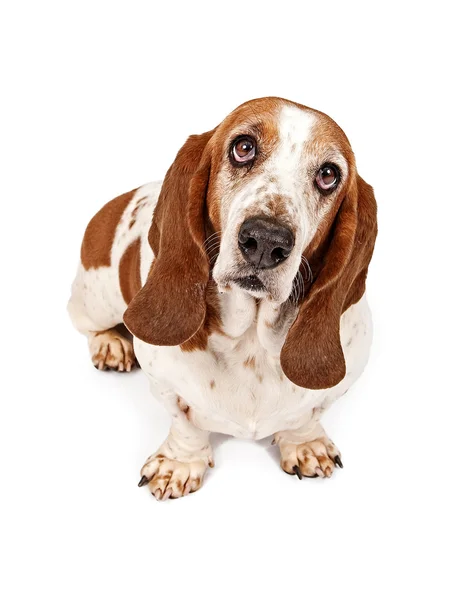 Basset hound pes s smutný pohled — Stock fotografie