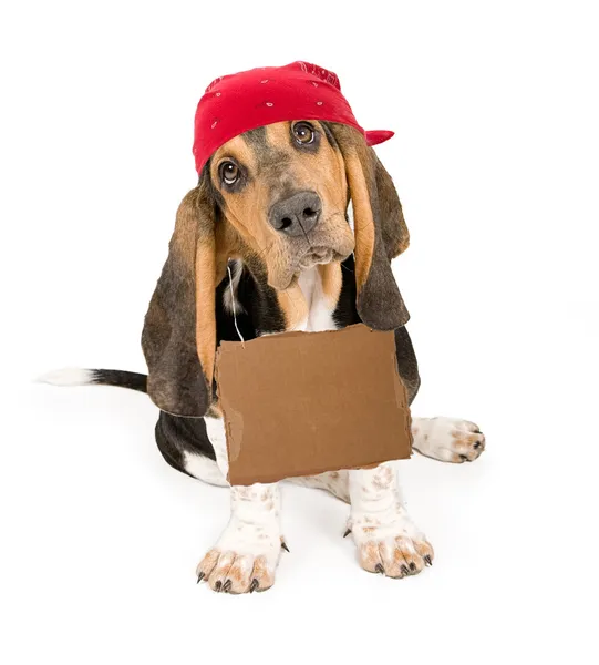 Бездомна собака зі знаком рекламної банди — стокове фото