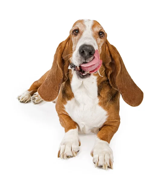 Basset hound pes s jazykem a slintat stock fotka — Stock fotografie