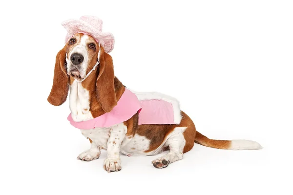 Basset cane cane da caccia che indossa un abito da cowboy rosa — Foto Stock