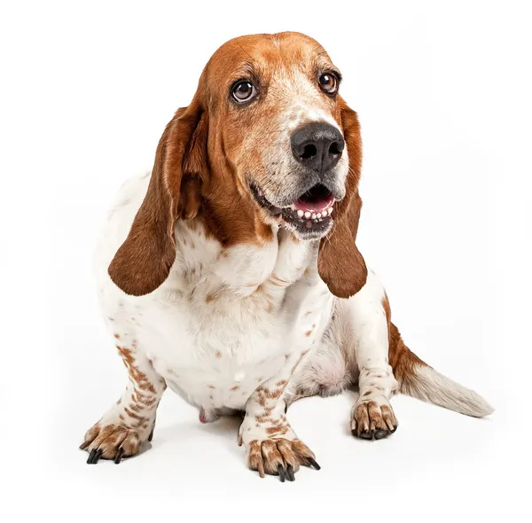 Basset Hound cão isolado em branco — Fotografia de Stock