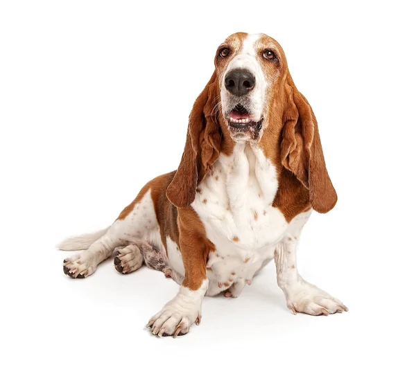 白で隔離される女性のバセットハウンド犬 — ストック写真