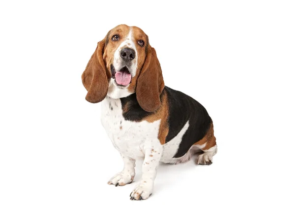 Basset Λαγωνικός σκύλος που ψάχνει προς την πλευρά — Φωτογραφία Αρχείου