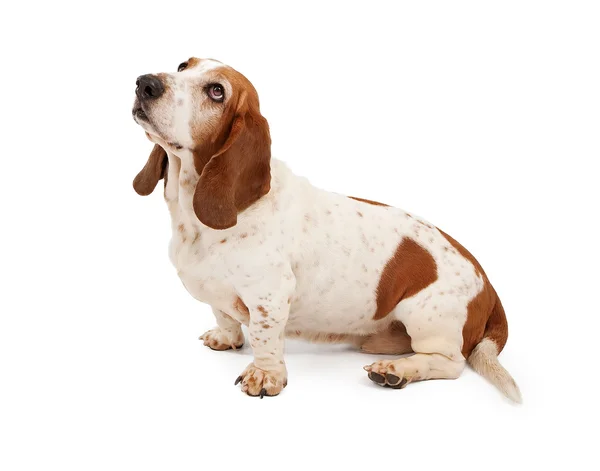 Basset Λαγωνικός σκύλος κοιτώντας ψηλά — Φωτογραφία Αρχείου