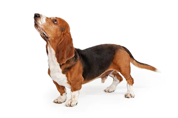 Basset Λαγωνικός σκύλος προφίλ — Φωτογραφία Αρχείου