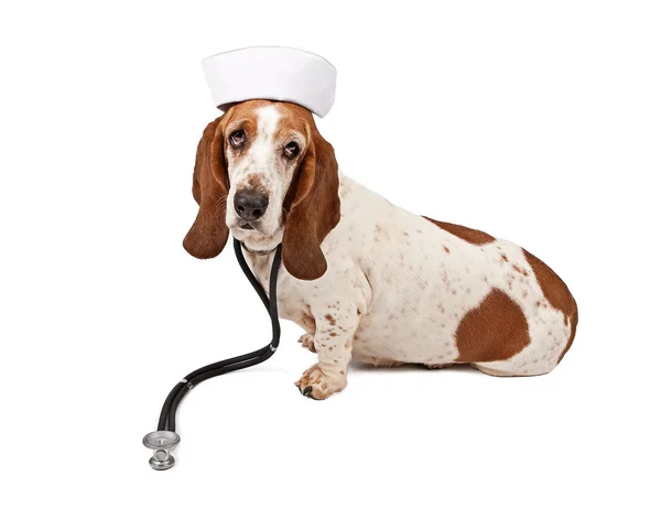 Basset hound sjuksköterska — Stockfoto