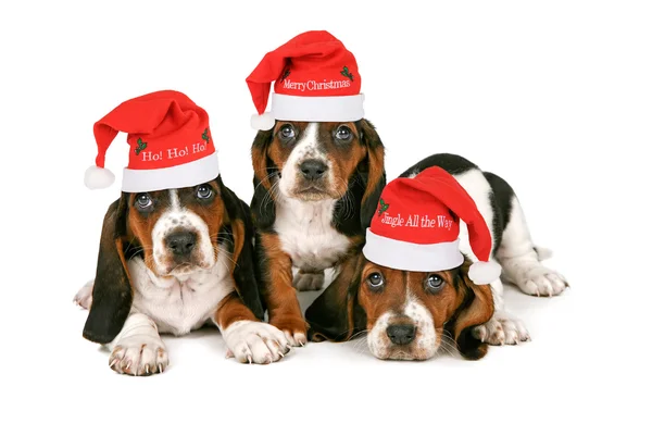 Basset Hound Puppies Wearing Santa Hats — Stock Photo, Image