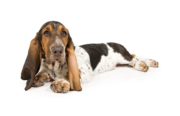 Basset Hound Puppy Laying Down — Stock Photo, Image