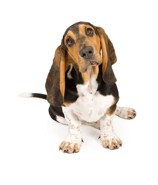 Cachorro Basset Hound —  Fotos de Stock