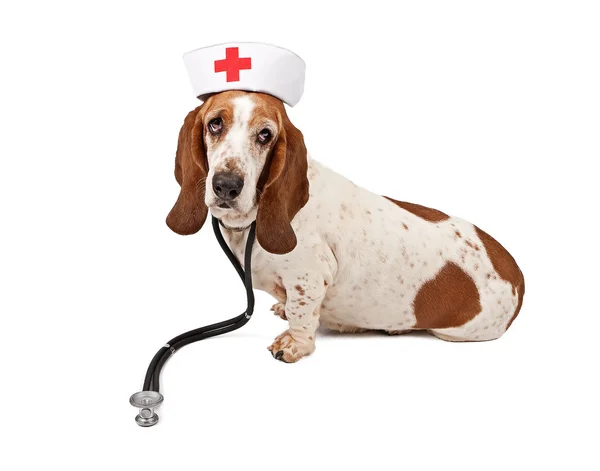 Basset Hound Nurse — Stock Photo, Image