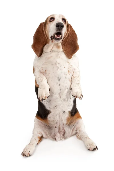 Basset Hound Dog implorando — Fotografia de Stock