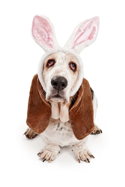 バニーの耳を着てバセットハウンド犬 — ストック写真