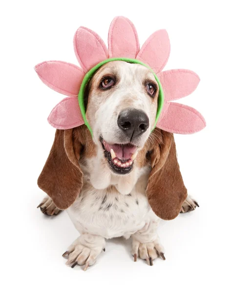 Çiçek kafa bandı takıyor basset hound dog — Stok fotoğraf