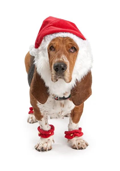 サンタの衣装を着てバセットハウンド犬 — ストック写真