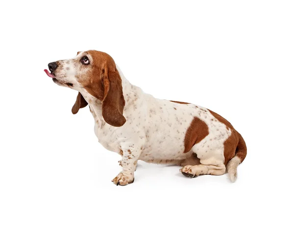 Basset hound dog stok fotoğraf yapışmasını dil ile — Stok fotoğraf