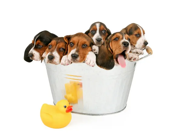 Camada de cachorros en una bañera — Foto de Stock