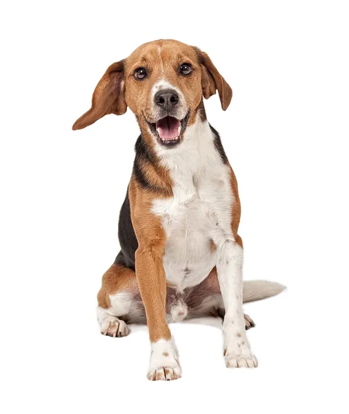Beagle mix köpek üzerine beyaz izole — Stok fotoğraf