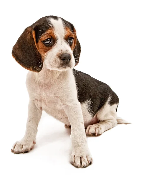 Beagle mix cucciolo cercando a destra — Foto Stock