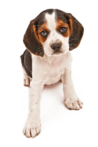 Beagle mistura filhote de cachorro com olhar triste — Fotografia de Stock