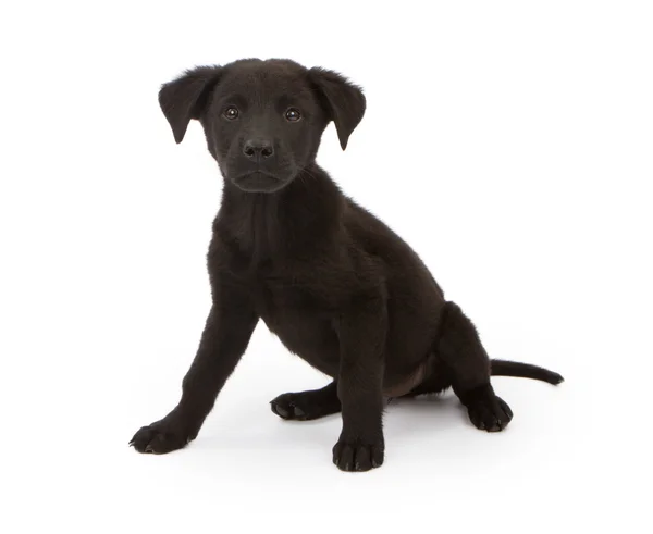 Black chow mix puppy — Stock Photo, Image