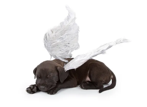 Zwarte labrador mix pup engel vleugels dragen — Stockfoto