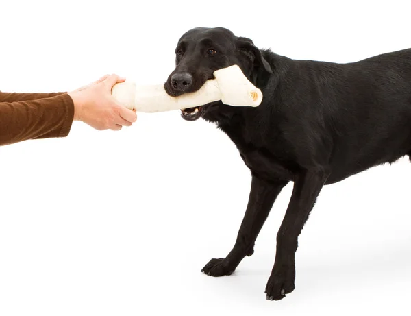 Un nero Labrador Retriever giocare con un osso — Foto Stock