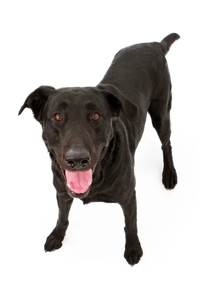 Perro negro Labrador Retriever aislado en blanco —  Fotos de Stock